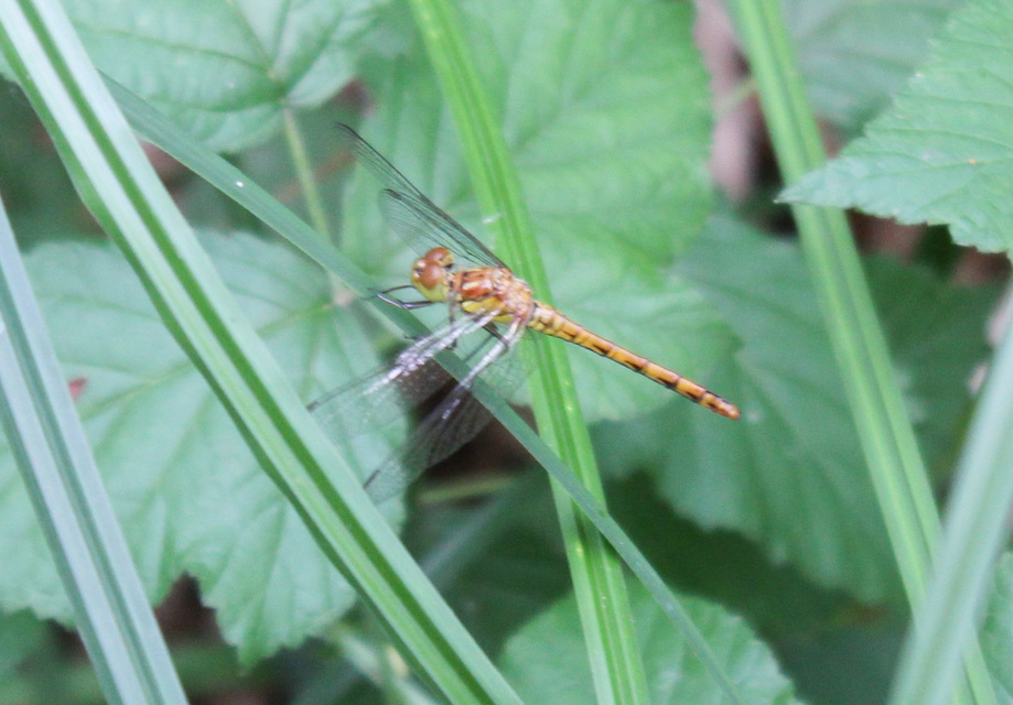 Sympetrum striolatum/vulgatum