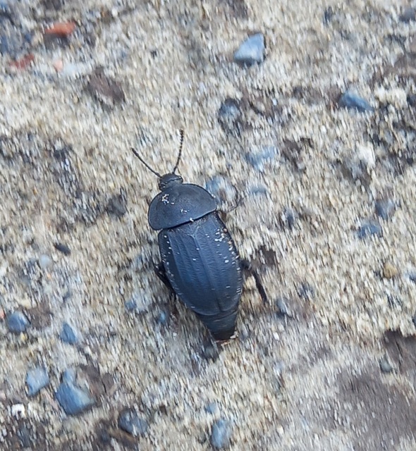 Silpha obscura - közönséges dögbogár