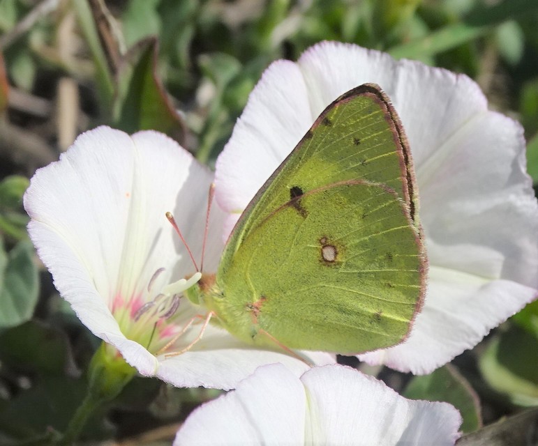 Colias erate - csángó-kéneslepke
