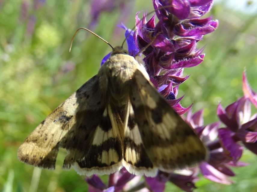 Heliothis adaucta - somkóróbagoly