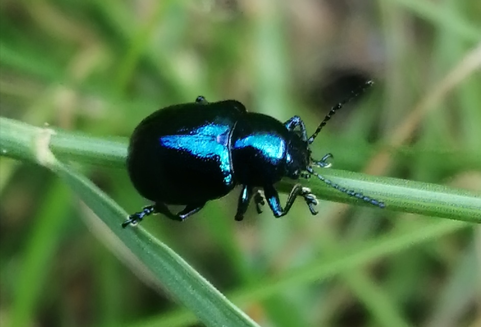 Chrysochus asclepiadeus - tündöklő méreggyiloklevelész