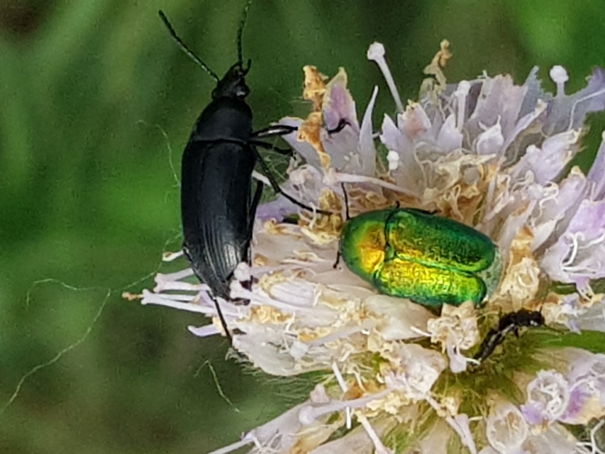 Podonta nigrita - szerecsenbogár