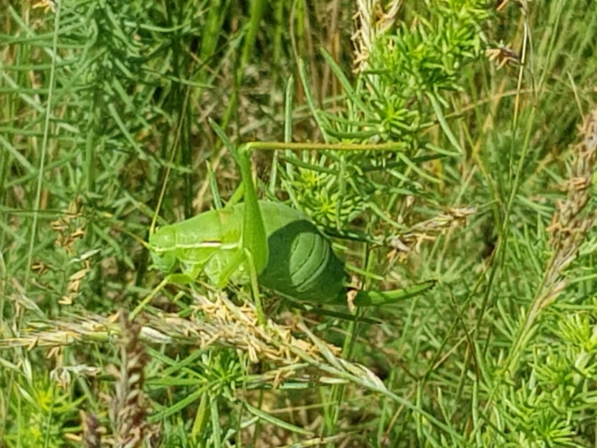 Isophya costata - magyar tarsza