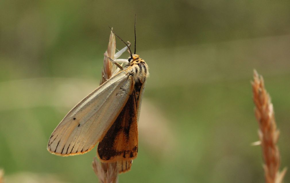 Spiris striata - csíkos molyszövő