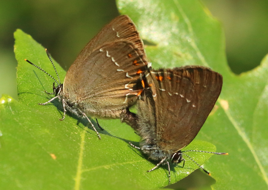 Satyrium ilicis - tölgyfa-csücsköslepke