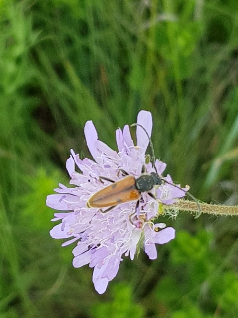 Vadonia unipunctata - kétpettyes virágcincér