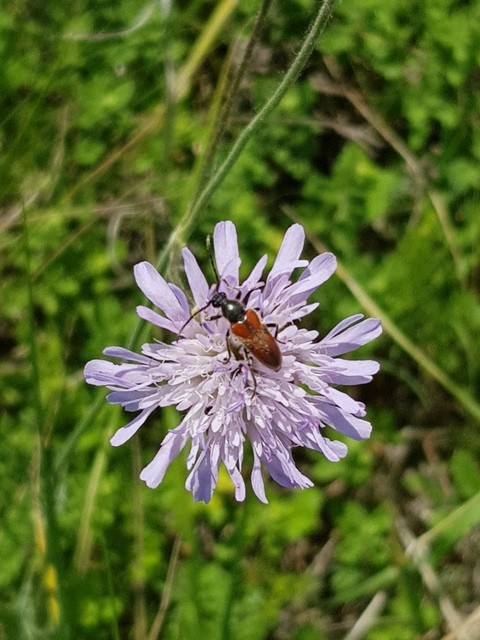 Vadonia unipunctata - kétpettyes virágcincér
