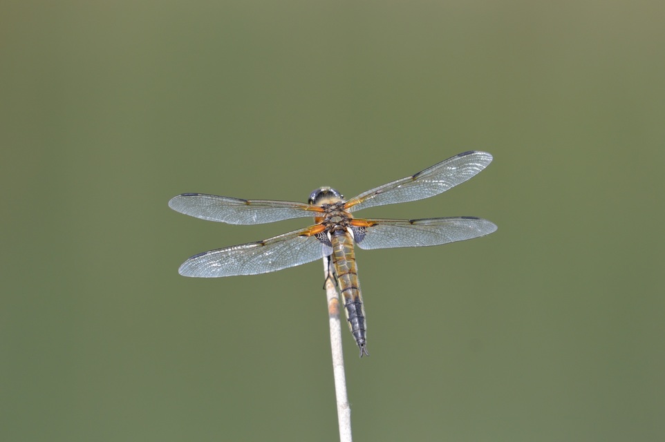 Libellula quadrimaculata - négyfoltos laposacsa