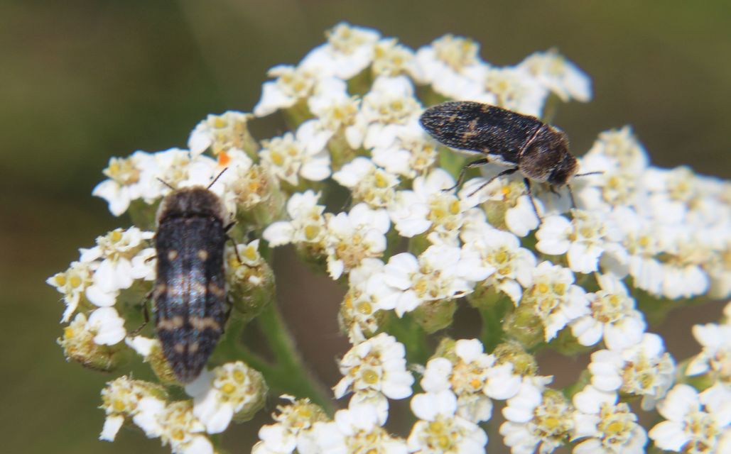 Acmaeoderella flavofasciata - sárgacsíkos zömökdíszbogár