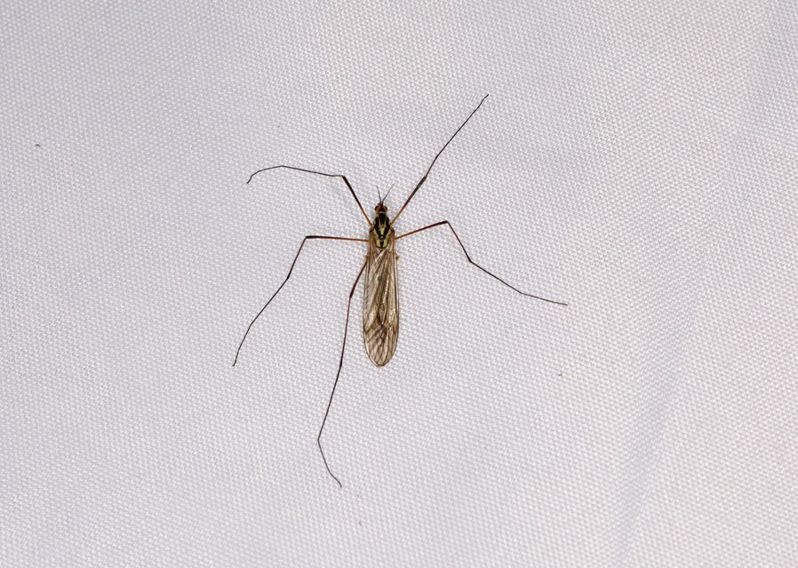 Nephrotoma