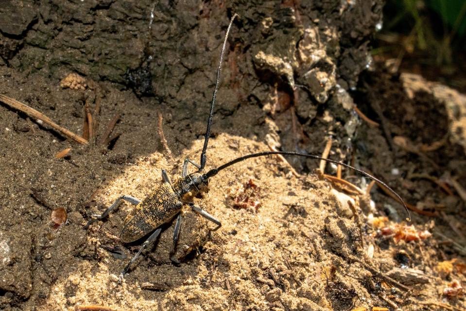 Monochamus galloprovincialis pistor - foltos fenyvescincér