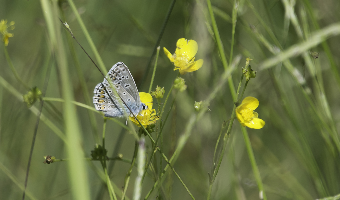 Polyommatus thersites - ibolyaszín boglárka