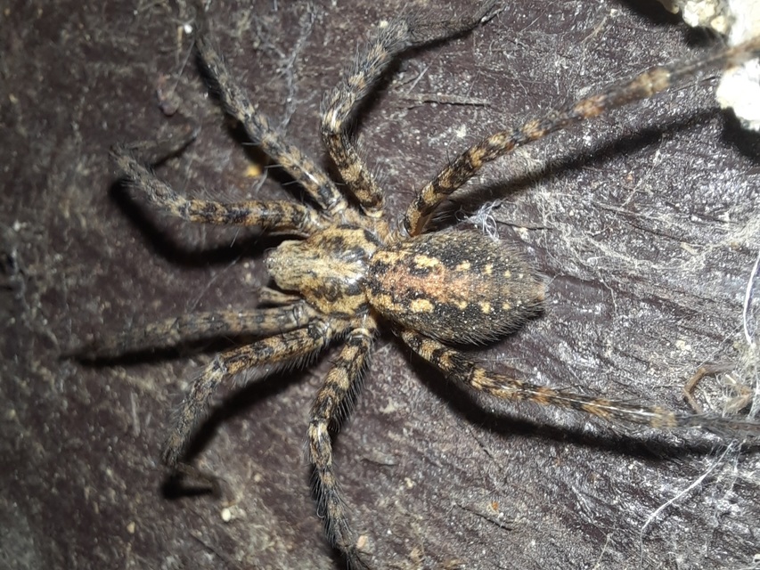 Tegenaria ferruginea - hegyi zugpók