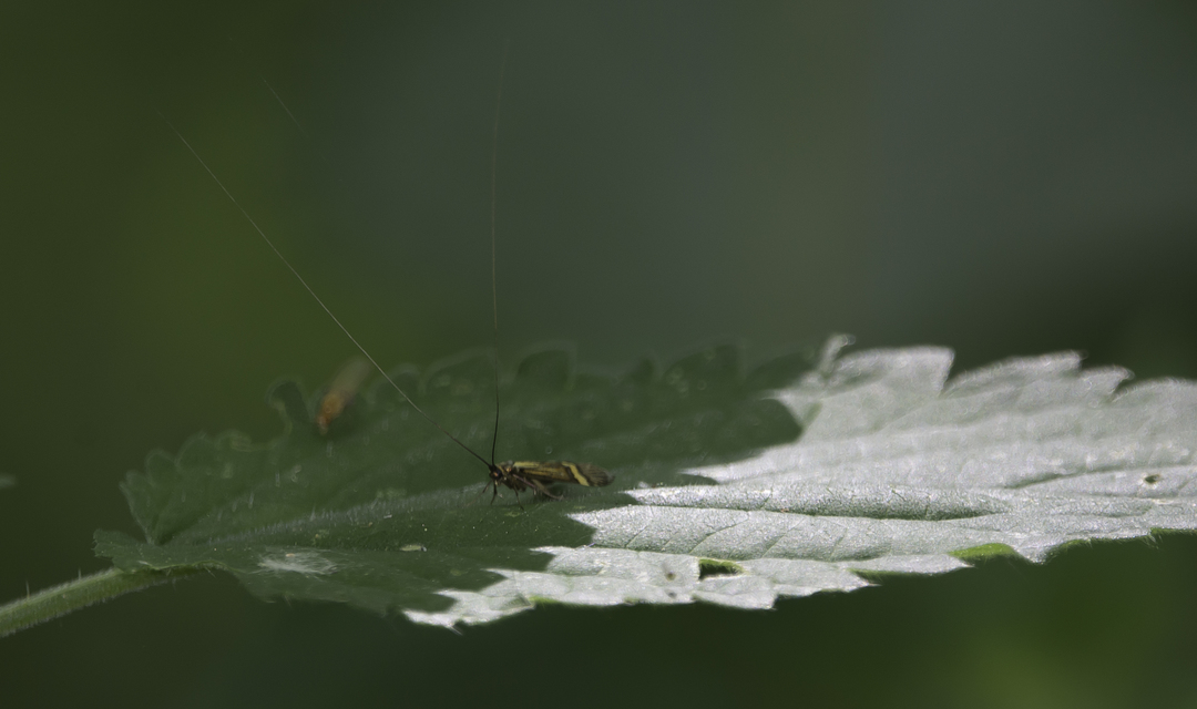 Nemophora