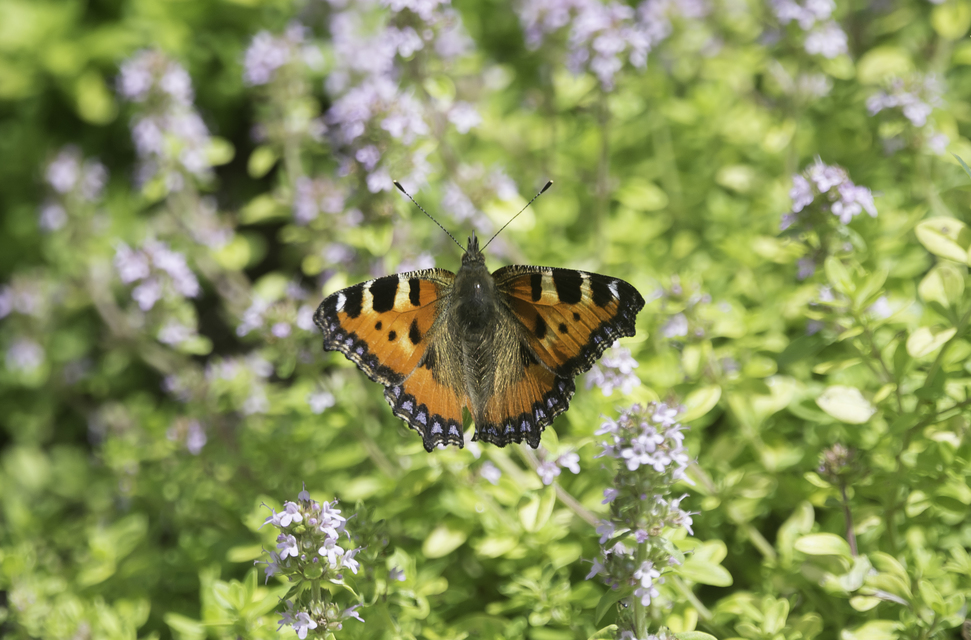 Nymphalis urticae - kis rókalepke