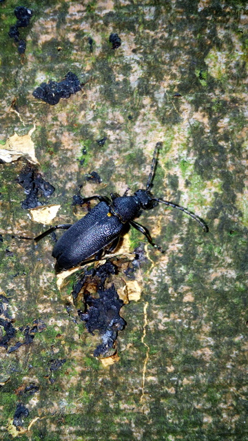 Stictoleptura scutellata - hegyi virágcincér