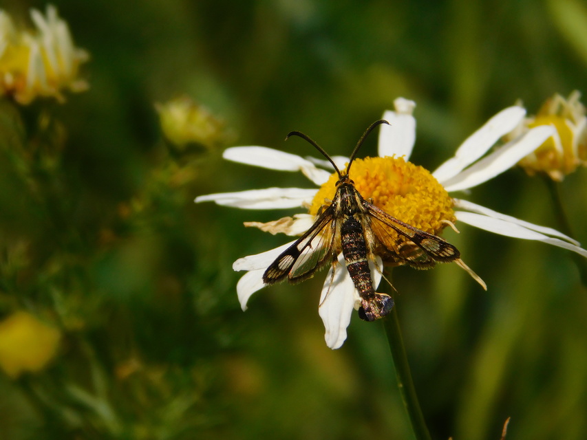 Sesiidae - szitkárfélék