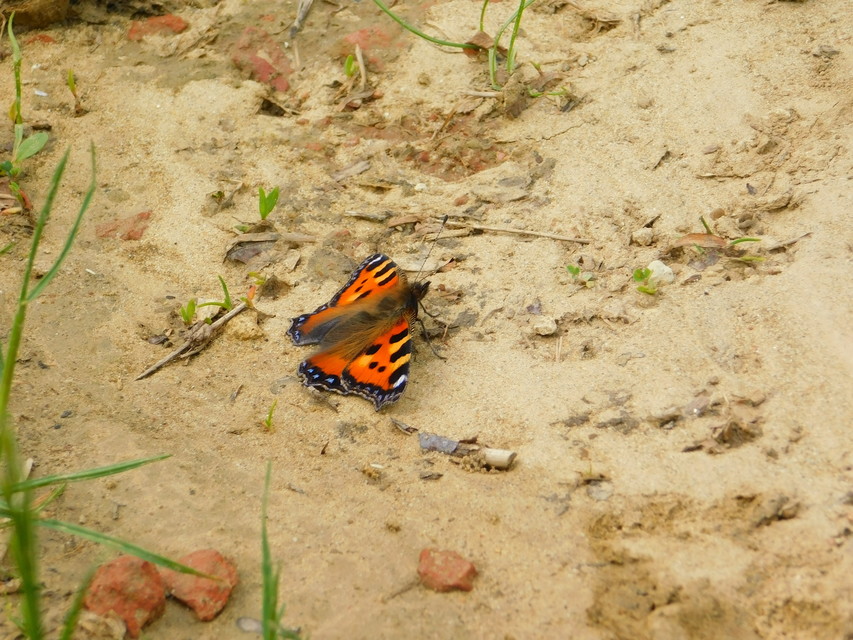 Nymphalis urticae - kis rókalepke