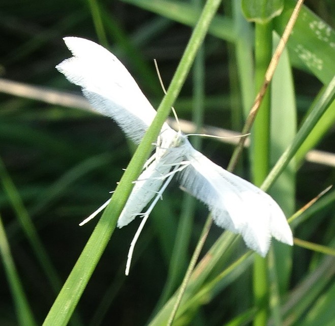 Pterophorus pentadactyla - fehér tollasmoly