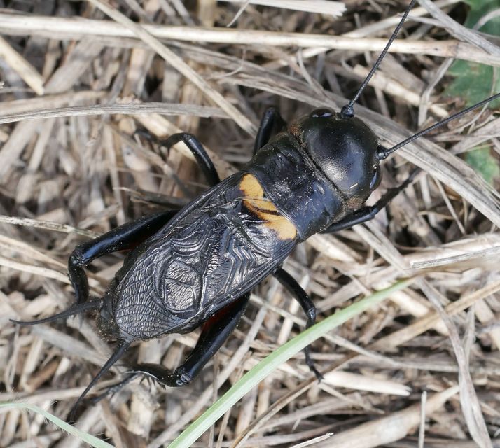 Gryllus campestris - mezei tücsök