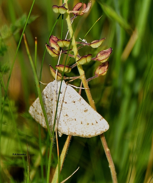 Dyscia conspersaria - sziklaüröm-araszoló