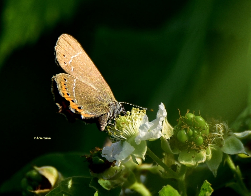 Satyrium pruni - szilvafa-csücsköslepke