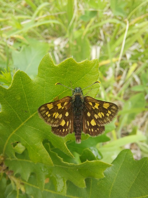 Carterocephalus palaemon - kockás busalepke