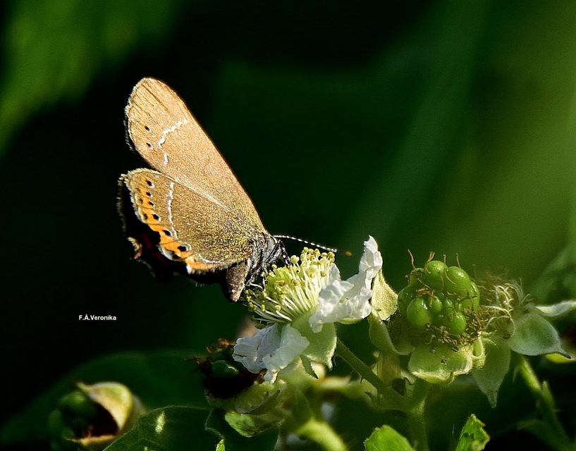 Satyrium pruni - szilvafa-csücsköslepke