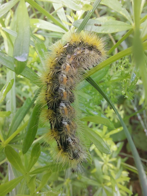 Rhyparia purpurata - bíborszínű medvelepke