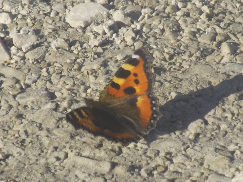 Nymphalis urticae - kis rókalepke