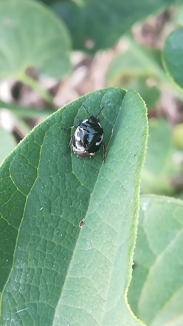 Tritomegas bicolor - foltos földipoloska