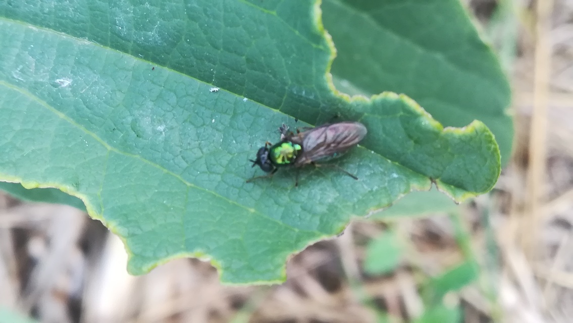 Chloromyia formosa - közönséges fémeslégy