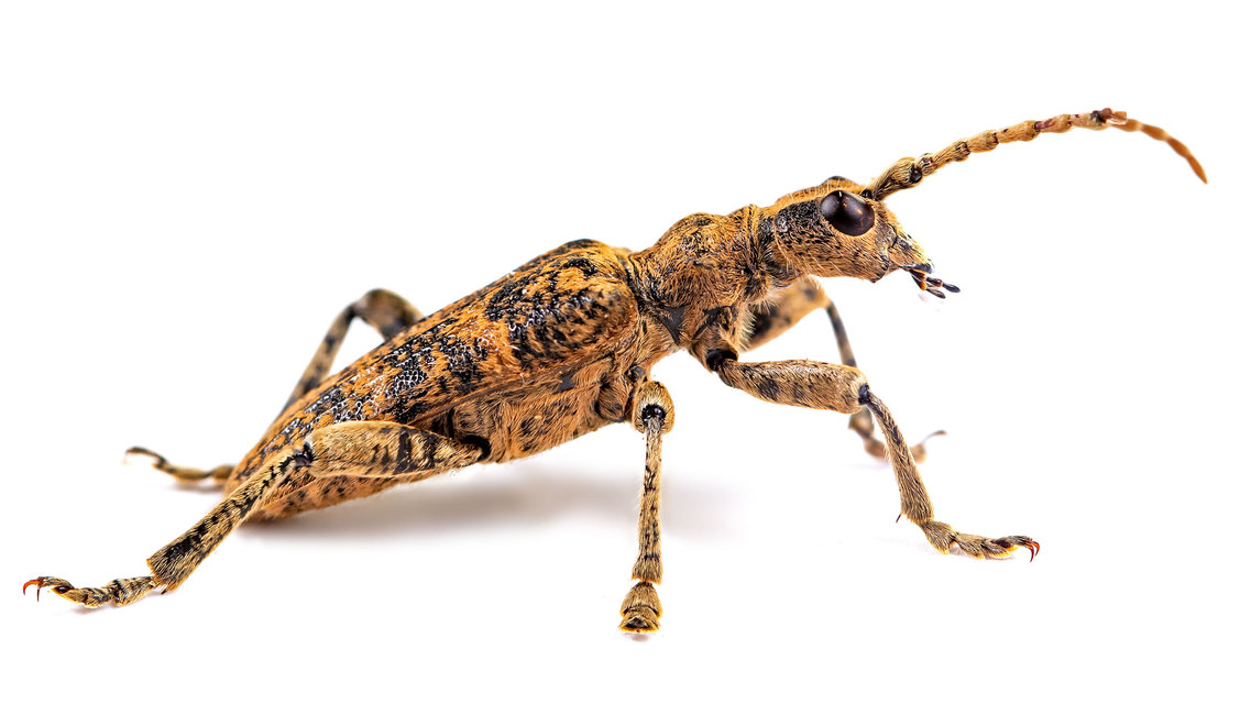 Rhagium sycophanta - tölgyes-tövisescincér