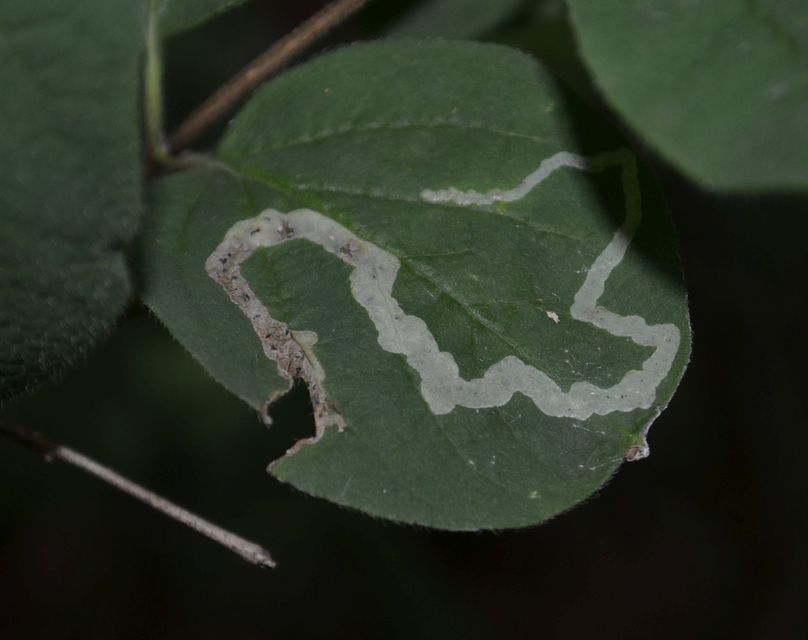 Nepticulidae - törpemolyfélék