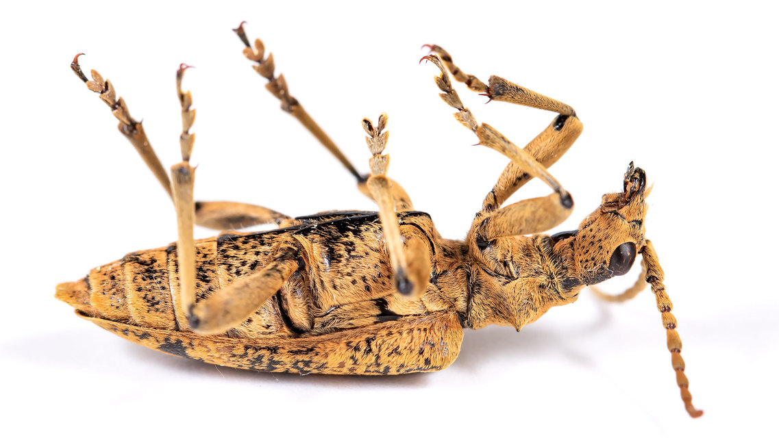Rhagium sycophanta - tölgyes-tövisescincér