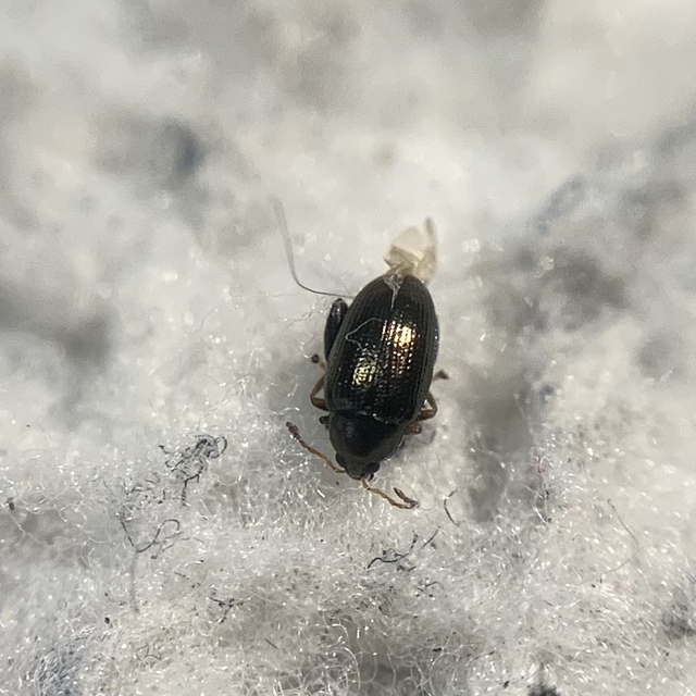 Psylliodes attenuata - kenderbolha