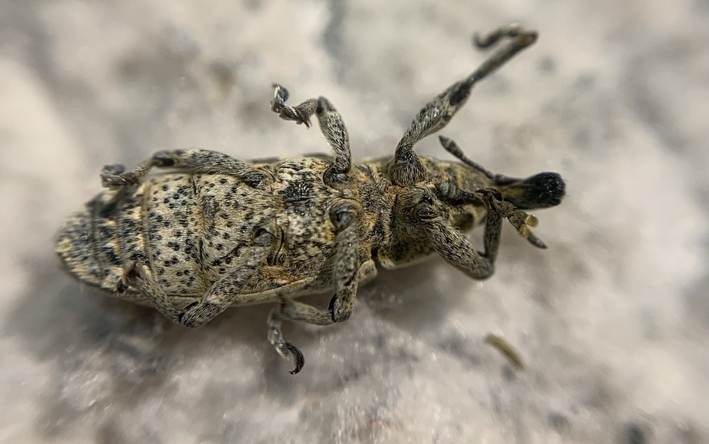 Lixus myagri - pöttyöshasú dudvabarkó