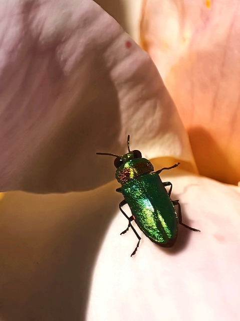Anthaxia nitidula - ragyogó virágdíszbogár