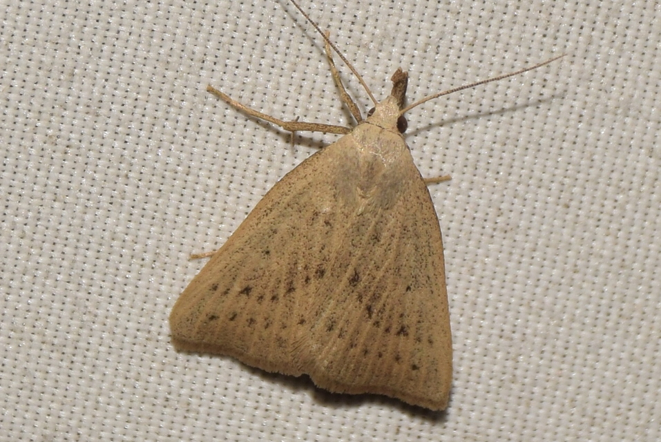 Macrochilo cribrumalis - csontszínű karcsúbagoly