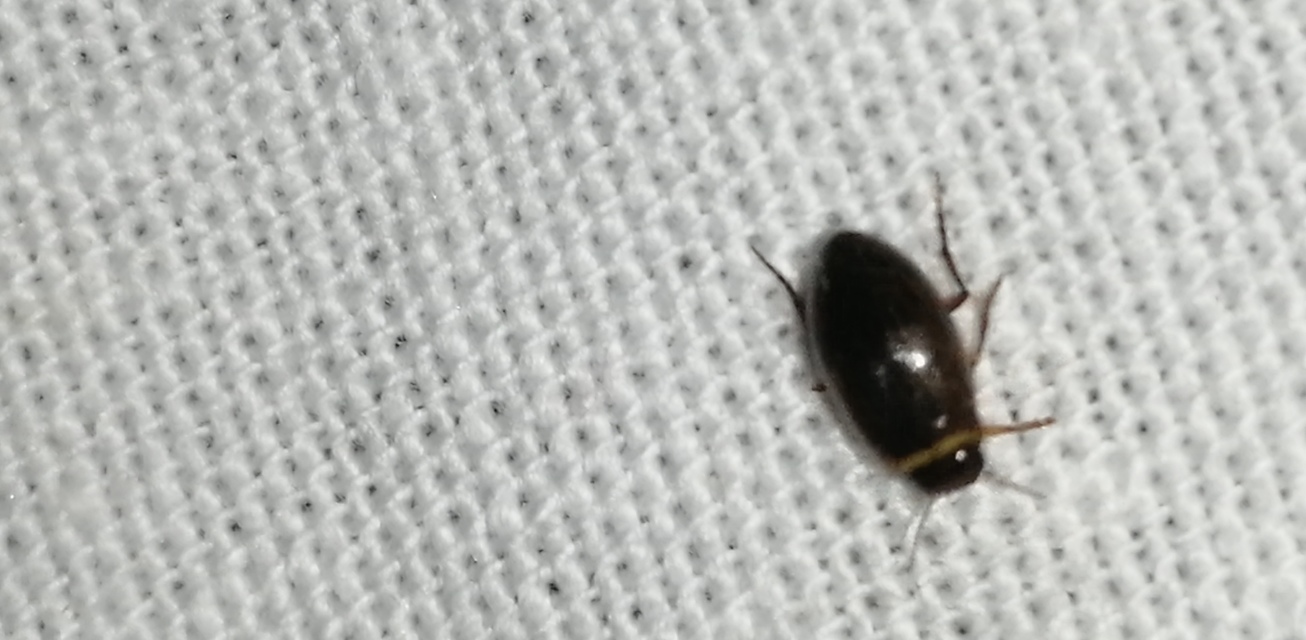 Hygrotus impressopunctatus - barázdás aprócsíkbogár