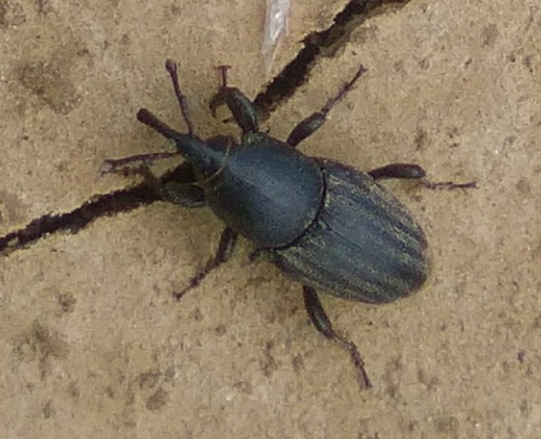 Sphenophorus striatopunctatus - mezei zsuzsok