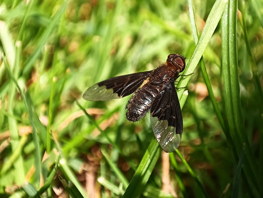 Hemipenthes morio - közönséges gyászlégy