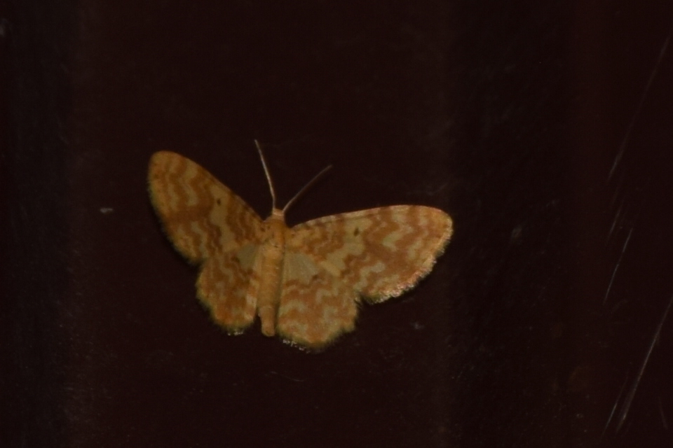 Hydrelia flammeolaria - narancssárga araszoló