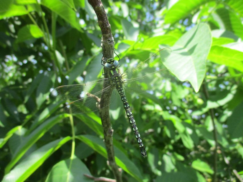 Brachytron pratense - szőrös karcsúacsa