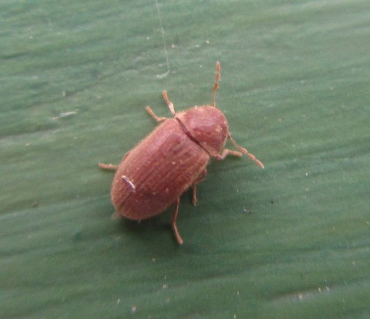 Stegobium paniceum - kenyérbogár