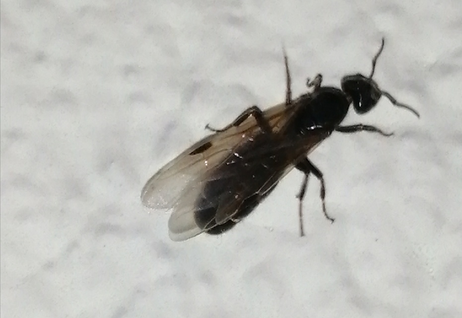 Liometopum microcephalum - tölgyfahangya