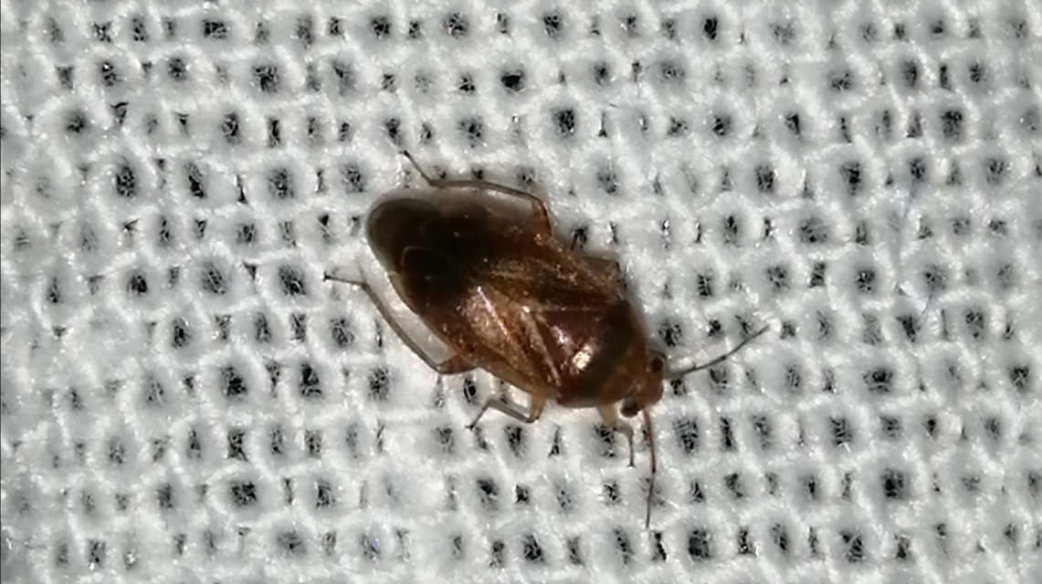 Agnocoris