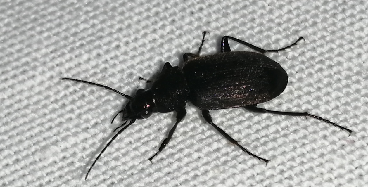 Chlaenius tristis - fekete bűzfutó