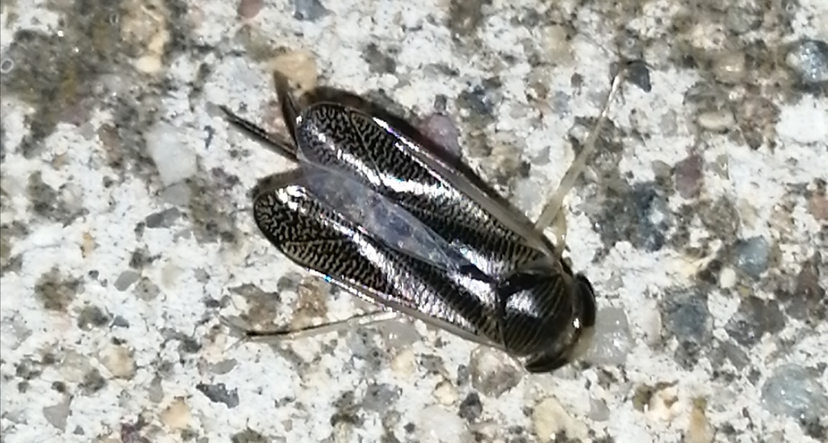 Corixidae - búvárpoloskák Corixidae - búvárpoloskák