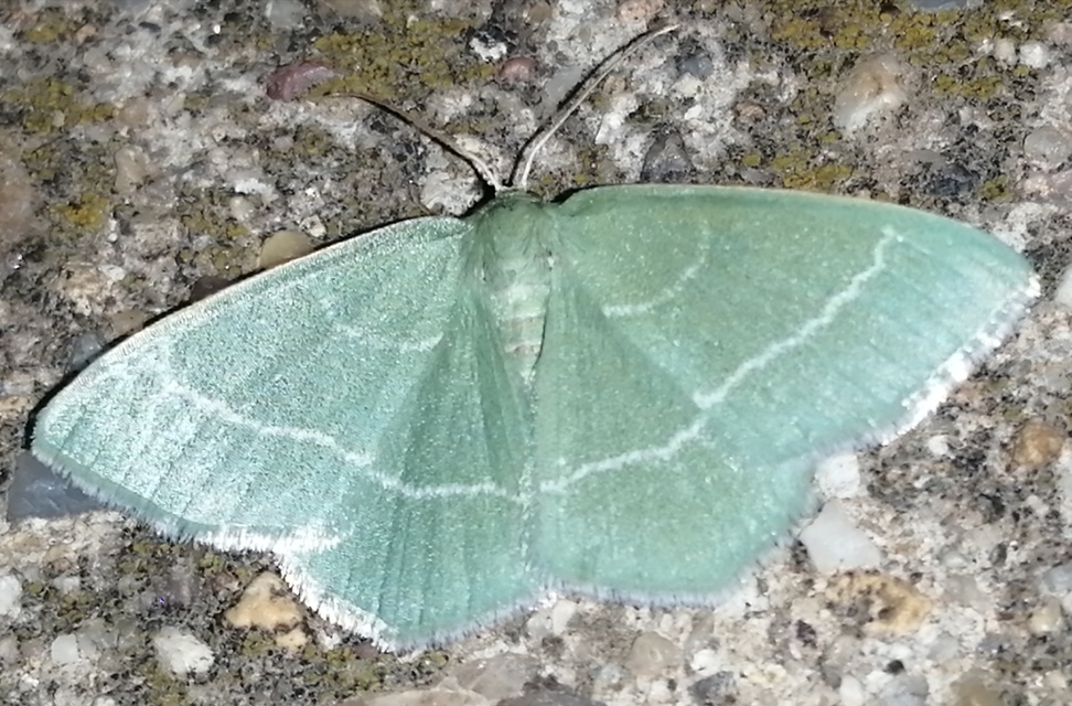 Chlorissa viridata - üdezöld araszoló